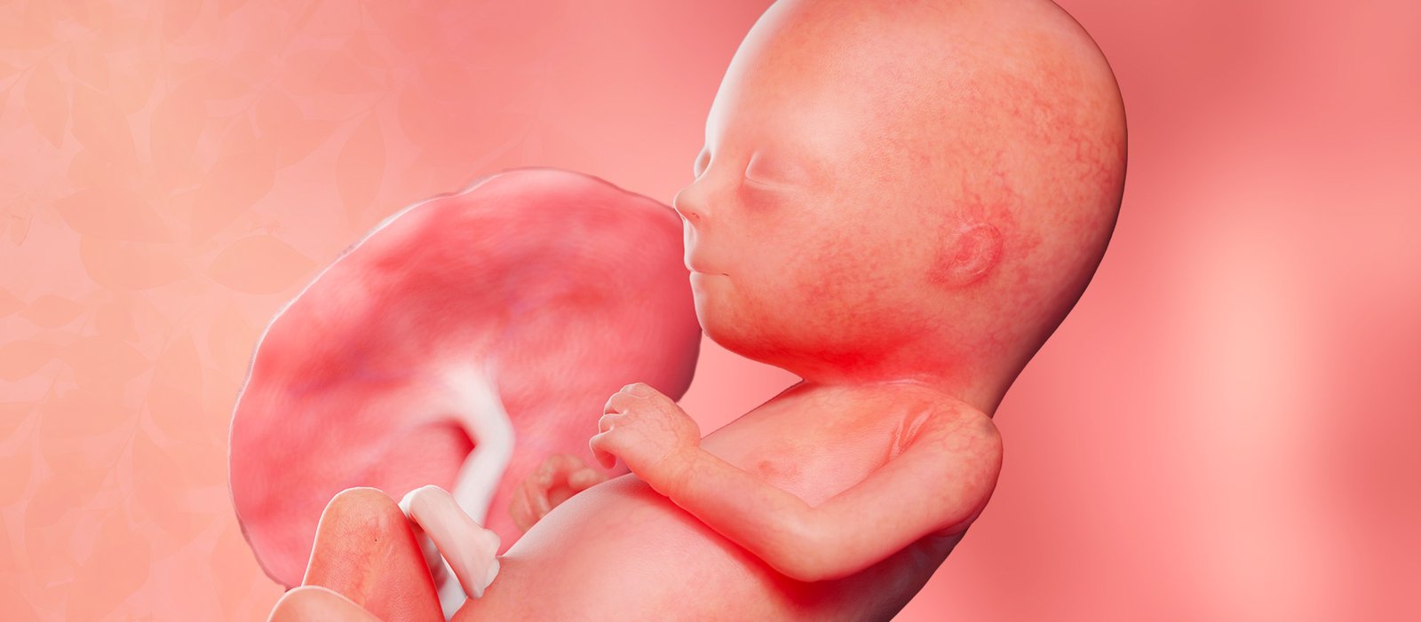 Qual é a função da placenta durante a gestação?